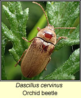 Dascillus cervinus, Orchid beetle