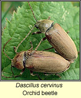 Dascillus cervinus, Orchid beetle