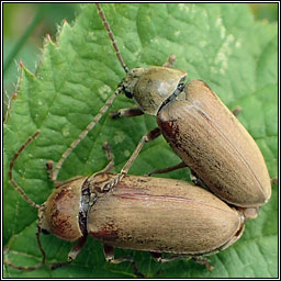 Dascillus cervinus, Orchid Beetle