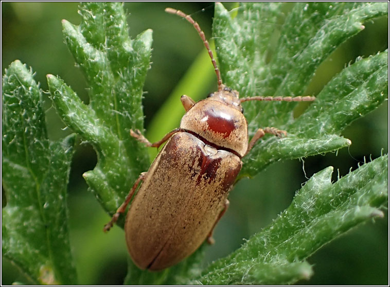 Dascillus cervinus, Orchid Beetle