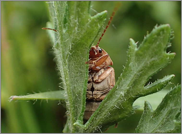 Dascillus cervinus, Orchid Beetle