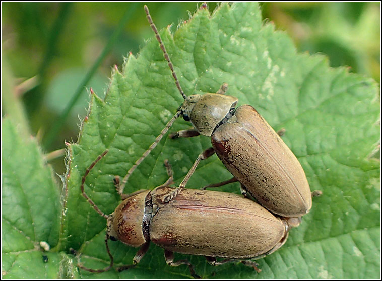 Dascillus cervinus, Orchid Beetle