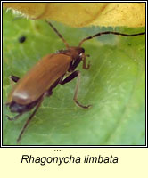 Rhagonycha limbata