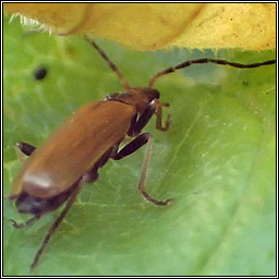 Rhagonycha limbata