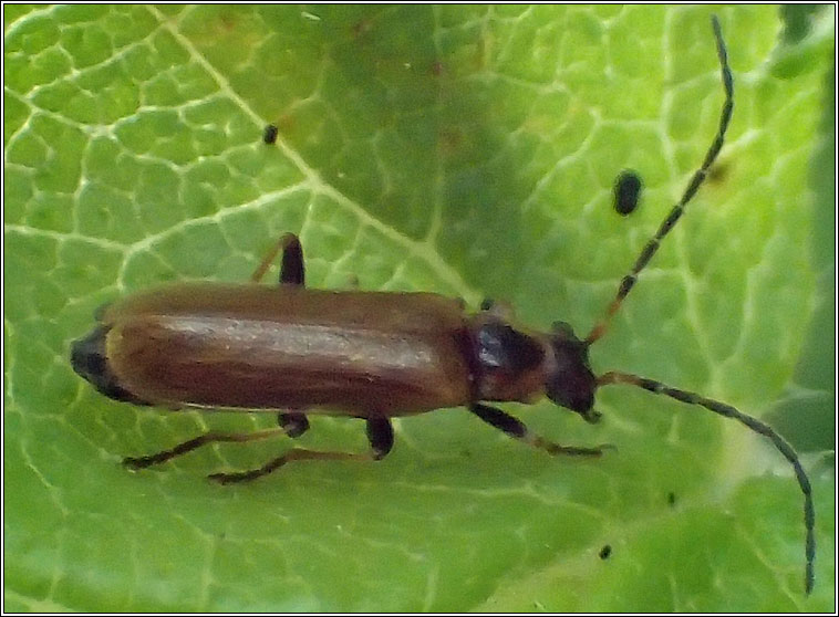 Rhagonycha limbata