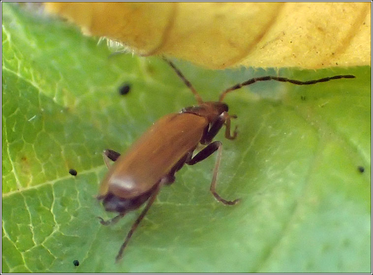 Rhagonycha limbata