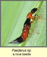 Paederus sp, rove beetle
