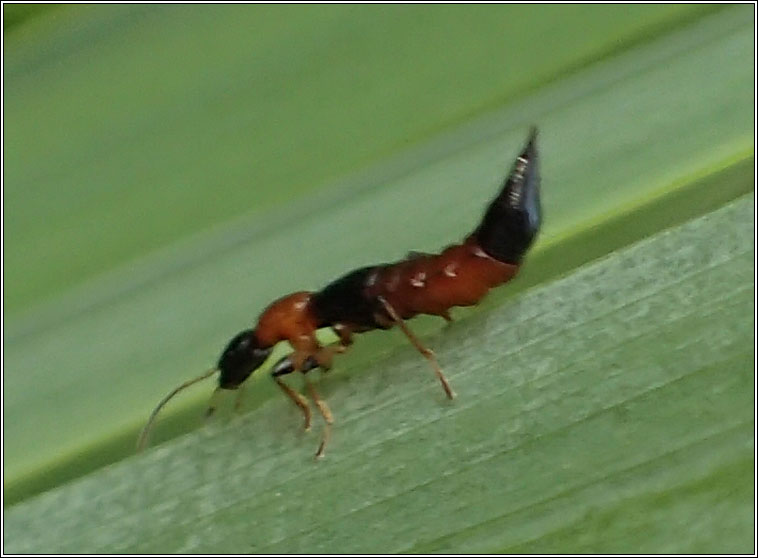 Paederus sp