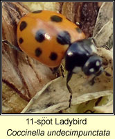 Coccinella undecimpunctata, 11-spot ladybird