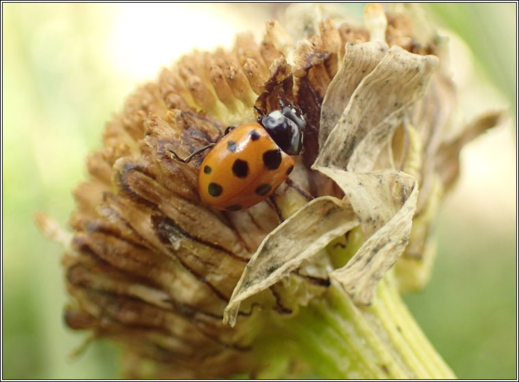 11-spot ladybird, Coccinella undecimpunctata