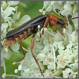 Cantharis flavilabris