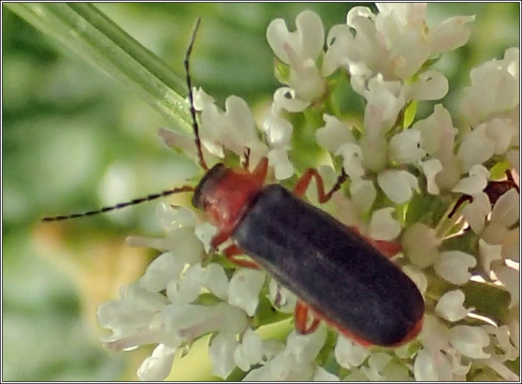 Cantharis flavilabris