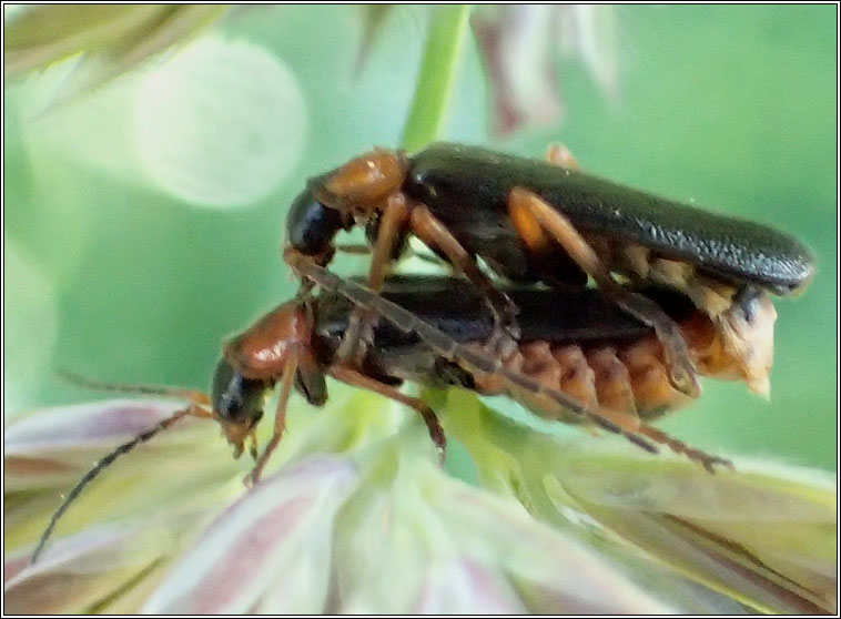 Cantharis flavilabris