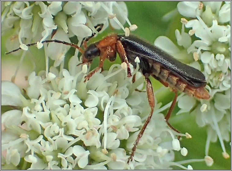 Cantharis flavilabris