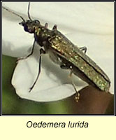 Oedemera lurida