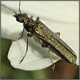 Oedemera lurida