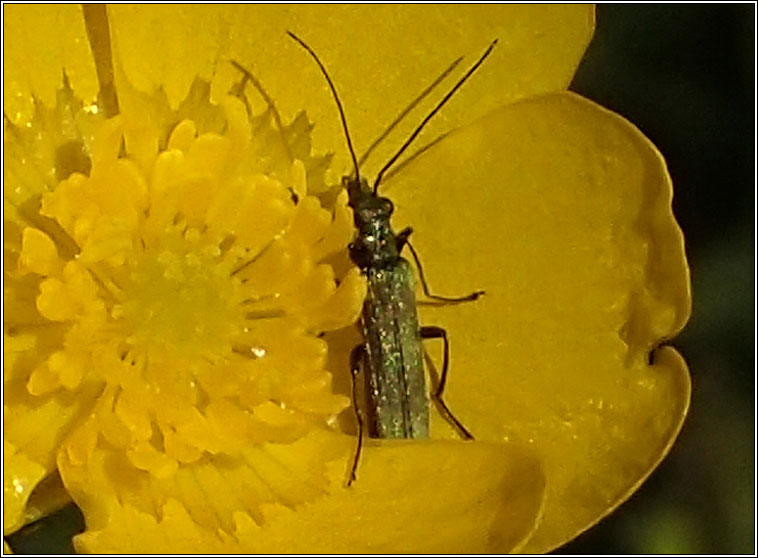 Oedemera lurida