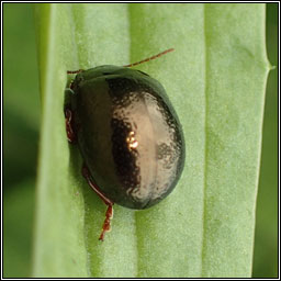 Chrysolina banksi