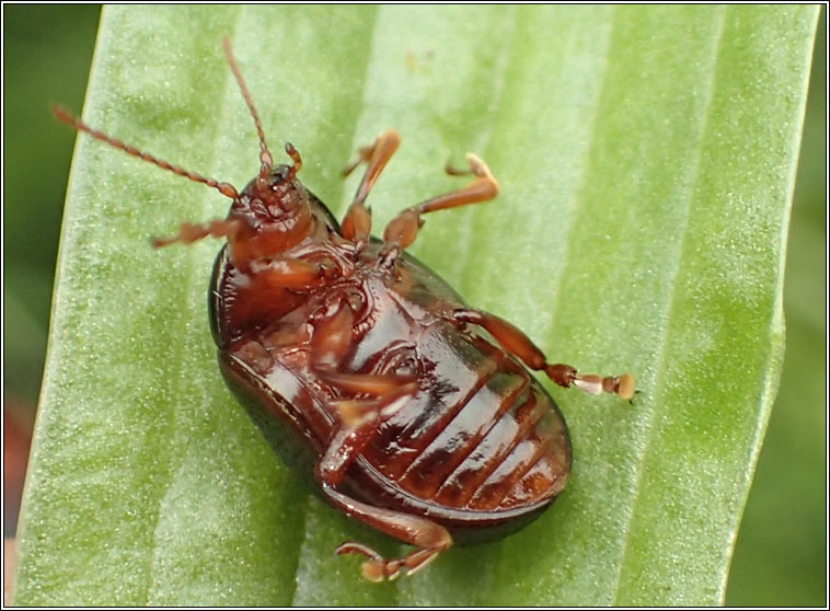 Chrysolina banksi