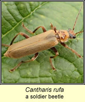 Cantharis rufa