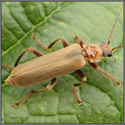 Cantharis rufa