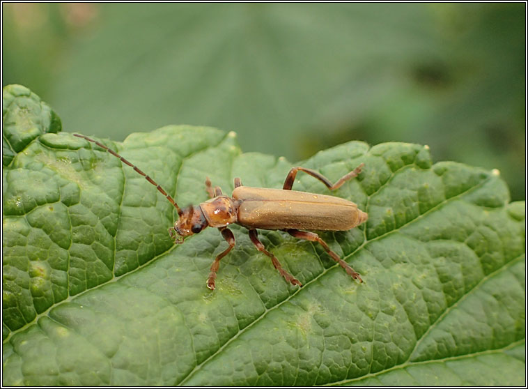 Cantharis rufa