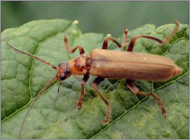 Cantharis rufa