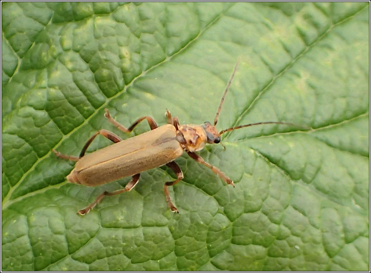 Cantharis rufa