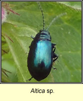 Altica sp