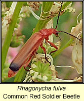 Rhagonycha fulva, Common Red Soldier Beetle