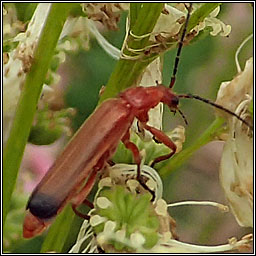 Rhagonycha fulva, Common Red Soldier Beetle