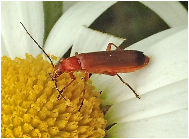 Rhagonycha fulva, Common Red Soldier Beetle