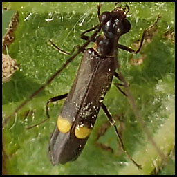 Malthodes marginatus