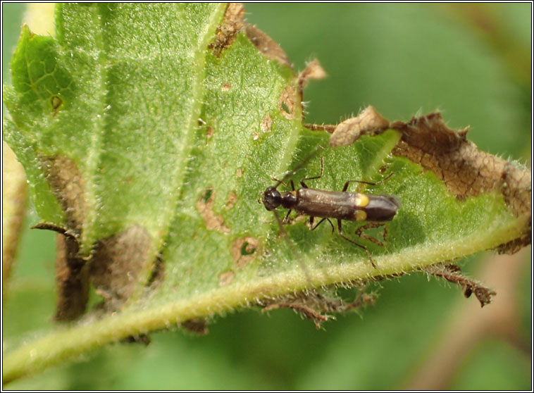 Malthodes marginatus