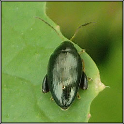 Psylliodes sp