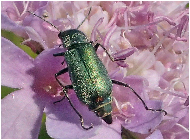 Cordylepherus viridis