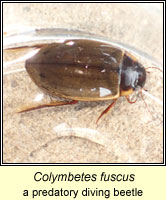 Colymbetes fuscus