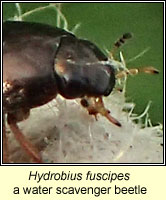 Hydrobius fuscipes, a water scavenger beetle