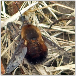 Bombylius discolor, Dotted bee-fly