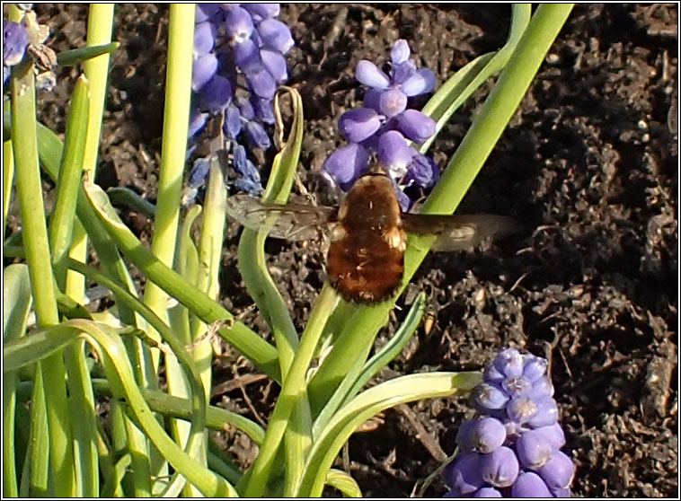 Bombylius discolor, Dotted bee-fly