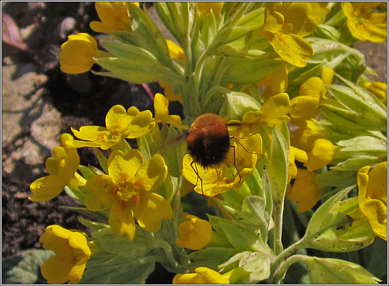 Bombylius discolor, Dotted bee-fly