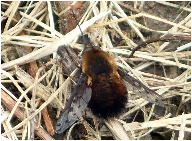 Bombylius discolor, Dotted bee-fly