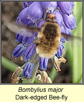 Bombylius major, Dark-edged Bee-fly