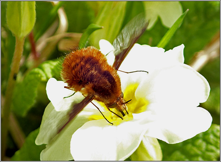 Bombylius major, Dark-edged Bee-fly