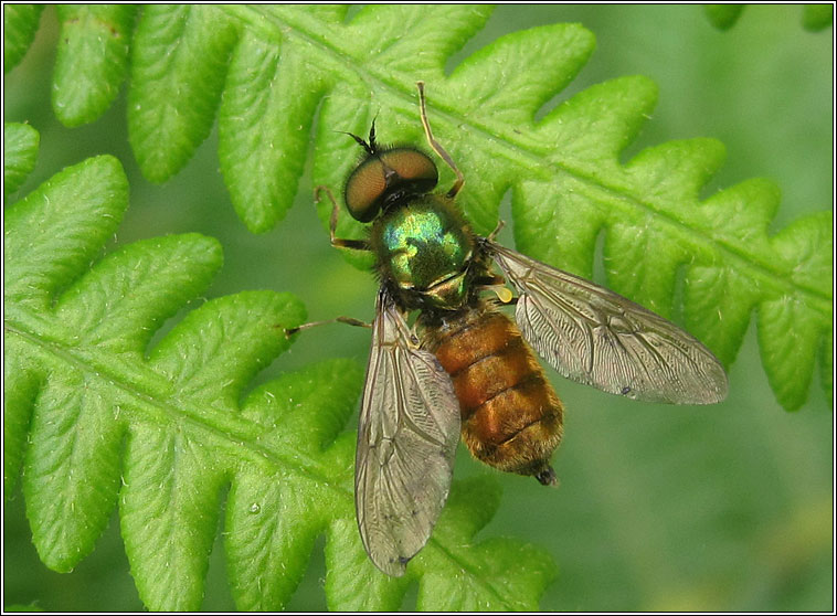 Chloromyia formosa, Broad Centurion (soldier fly)