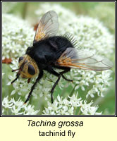 Tachina grossa, tachinid fly