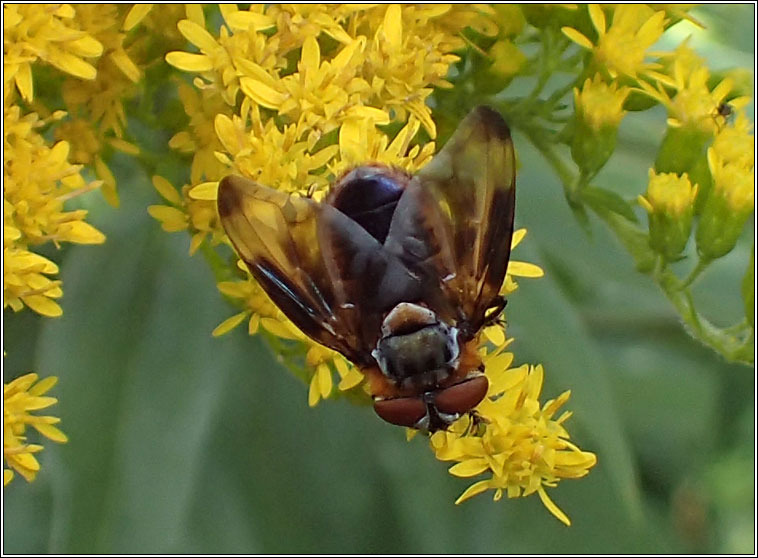 Phasia hemiptera