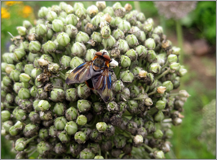 Phasia hemiptera