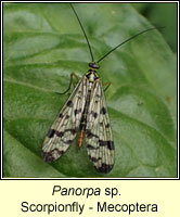 Mecoptera - Panorpa sp, Scorpionfly