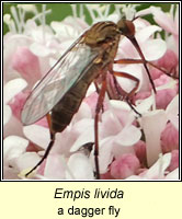 Empis livida, a dagger fly